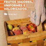 A qualidade visual do fruto e determinante para agregar valor na comercializacao seja em feiras - Agencia de agromarketing - marketing para o agronegocio